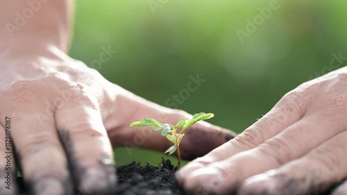 Planting a Young Seedling Outdoor Garden Nature Photography Close-up View Environmental Sustainability Concept