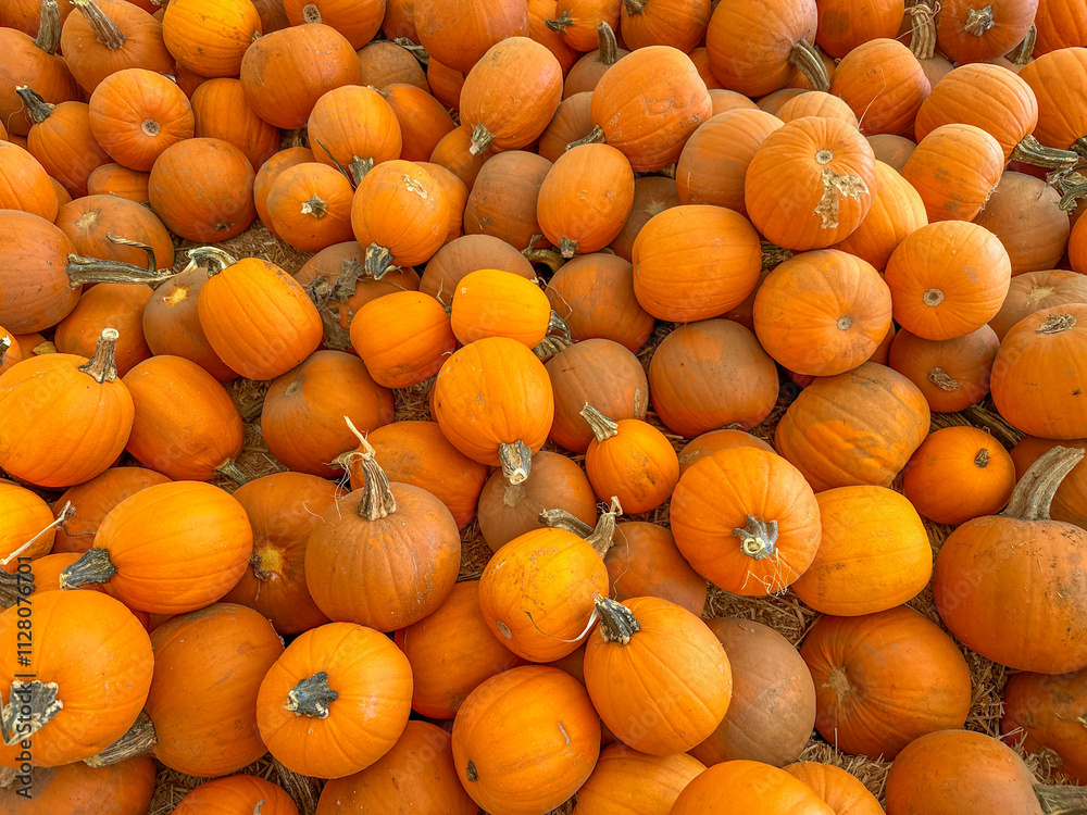 Large piles scattering of small pumpkins and gourds at a pumpkin patch in October for a Fall Festival Large piles scattering of small pumpkins and gourds at a pumpkin patch in October for a Fall Festival