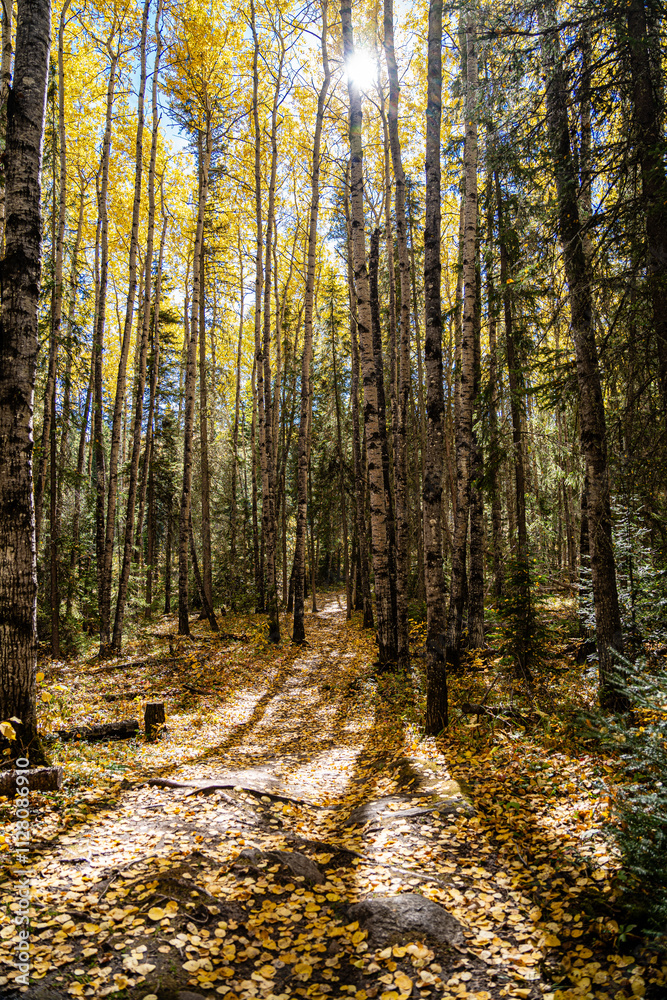 Fototapeta premium A forest with trees in the background and a path in the foreground
