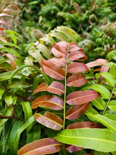 Kelakai plants (Stenochlaena Palustris) grow wild and abundantly in the tropical nature of Kalimantan photo