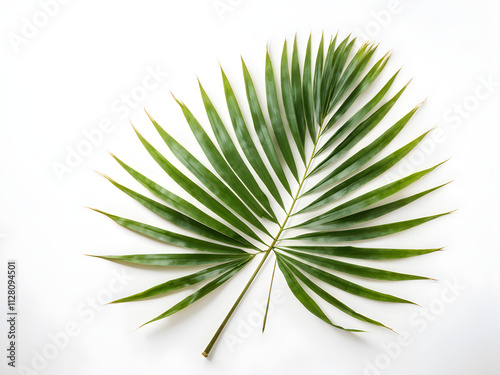  palm leaf on a white background