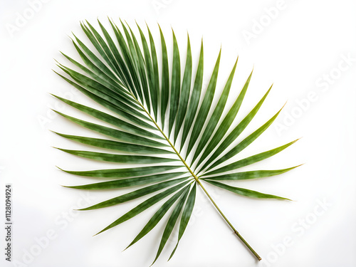  palm leaf on a white background