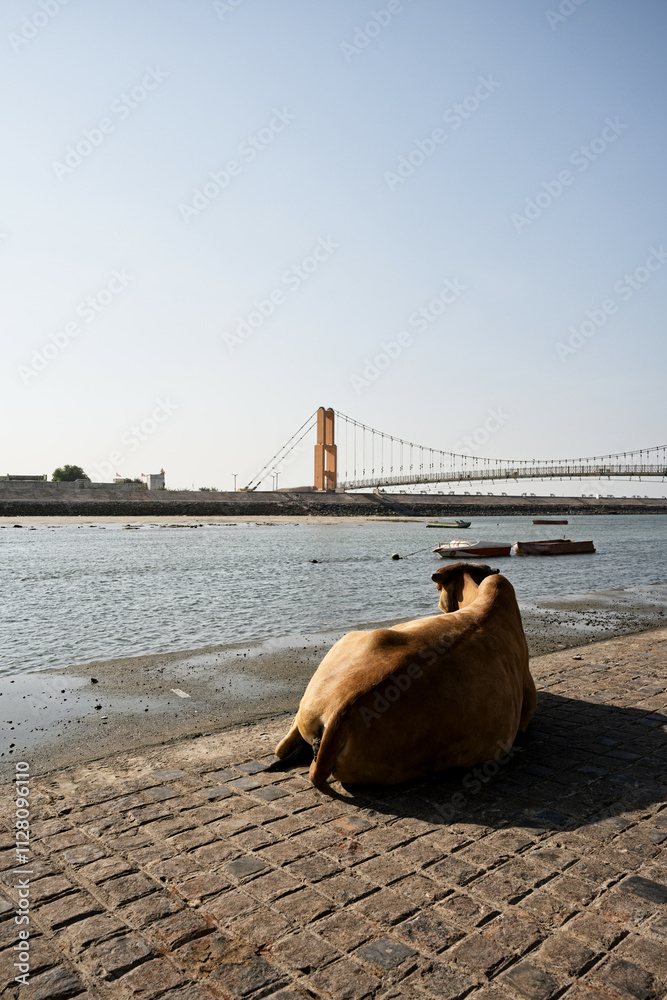 Contemplative cows on the banks of Dwarka