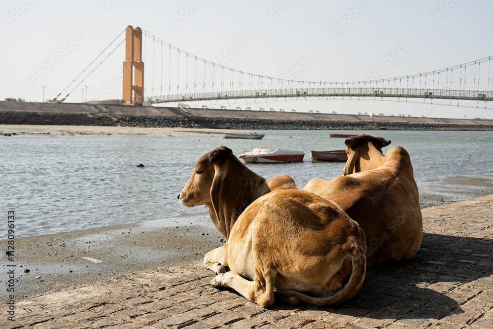 Contemplative cows on the banks of Dwarka