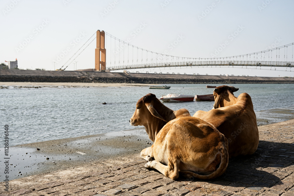 Contemplative cows on the banks of Dwarka