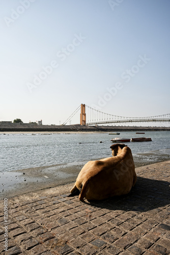 Obraz na płótnie Contemplative cows on the banks of Dwarka w salonie