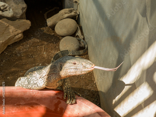 A white-throated monitor, Varanus albigularis, sticking out its tongue