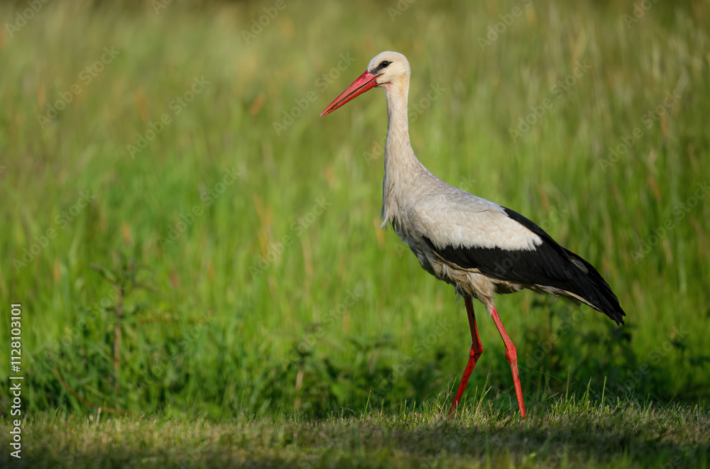 White stork bird ( Ciconia ciconia ) White stork bird ( Ciconia ciconia )