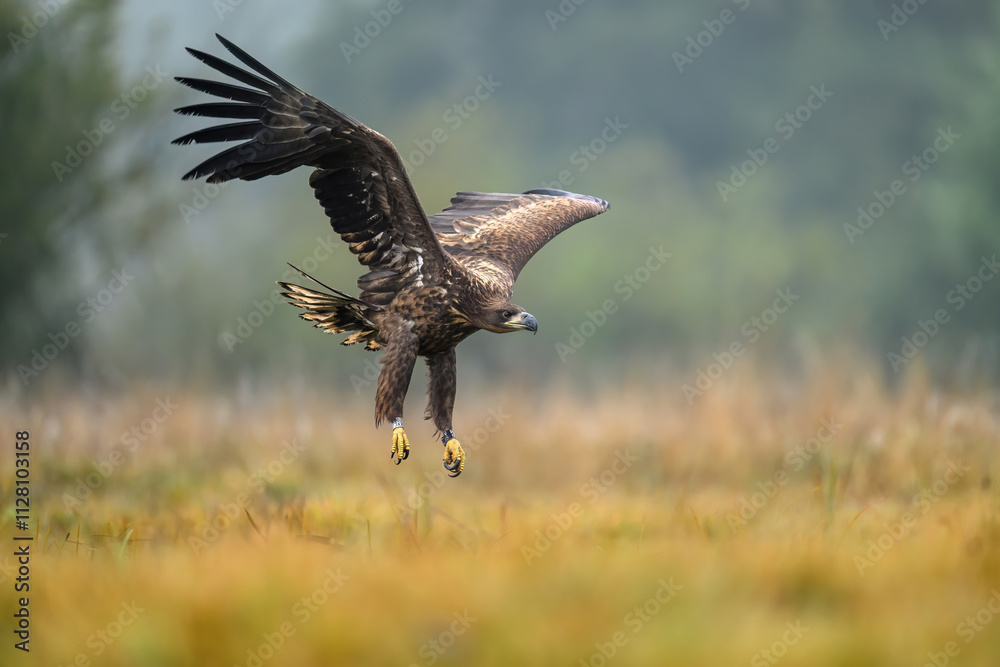 White tailed eagle ( Haliaeetus albicilla) White tailed eagle ( Haliaeetus albicilla)