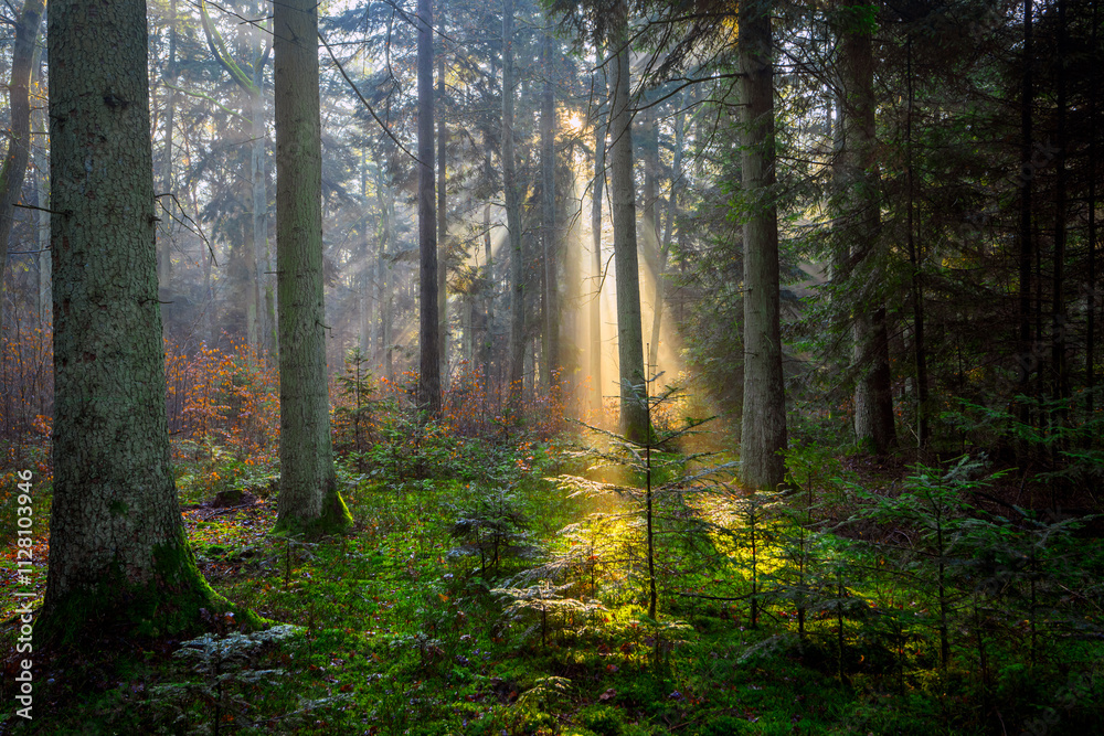 Obraz premium Beautiful sunny morning in the forest