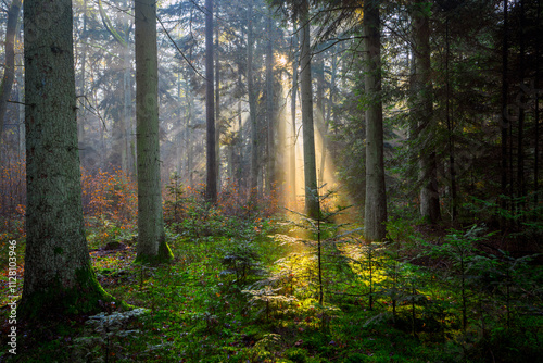 Beautiful sunny morning in the forest