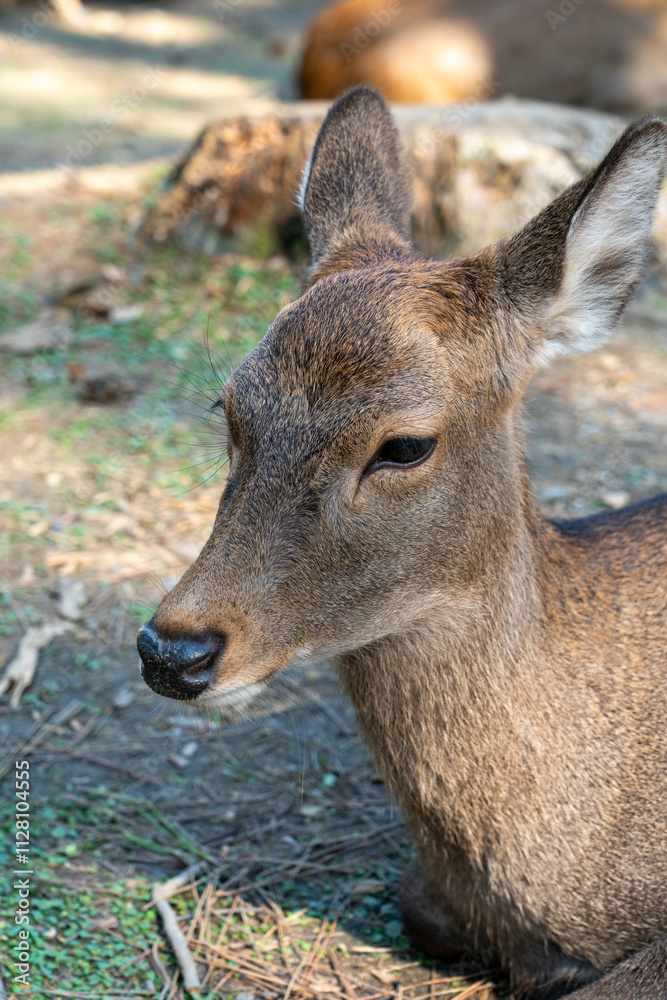 Close up view of the deer resting at Nara Park in Japan Close up view of the deer resting at Nara Park in Japan
