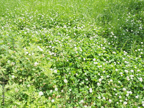 White small flowers with green grass in a garden photographed during morning