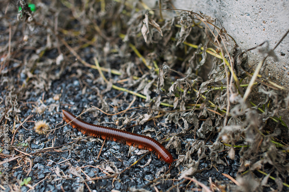Close-up photo of a lizard crawling on the road. Close-up photo of a lizard crawling on the road.