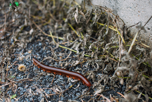 Close-up photo of a lizard crawling on the road.