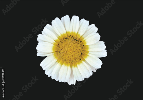 white daisy flower