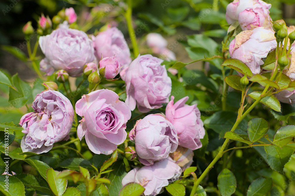 Bunch of soft pink rosebuds unfurl against a backdrop of lush green foliage. Copy space and bokeh background. Bunch of soft pink rosebuds unfurl against a backdrop of lush green foliage. Copy space and bokeh background.