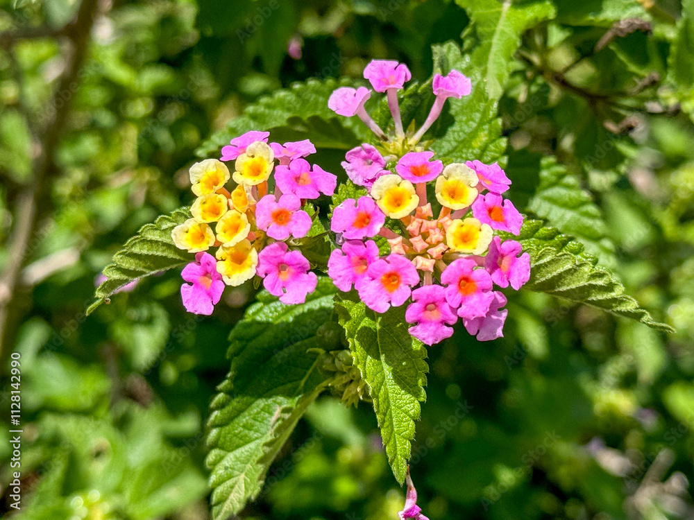flower of Lantana camara. macro close-up.