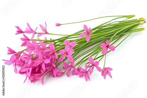 Tulbaghia on White Background. photo