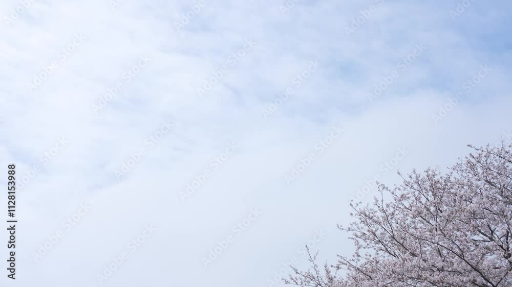 満開の桜の木をティルトダウン撮影した4Kスローモーション動画
