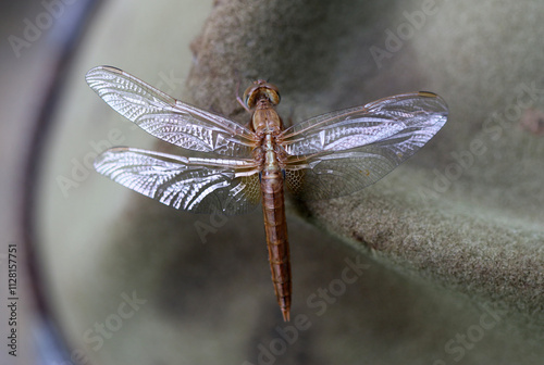 Feuerlibelle - Scarlet Darter photo