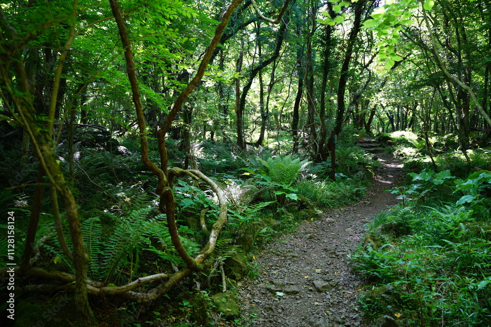 Obraz premium old spring forest and fine pathway