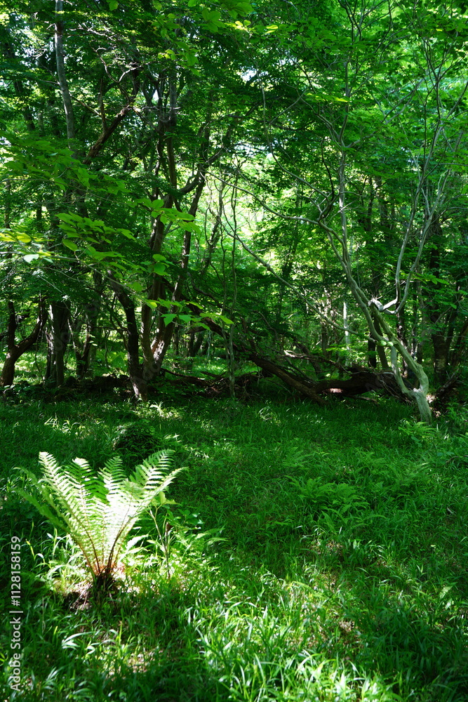 Fototapeta premium fresh ferns in the spring sunlight