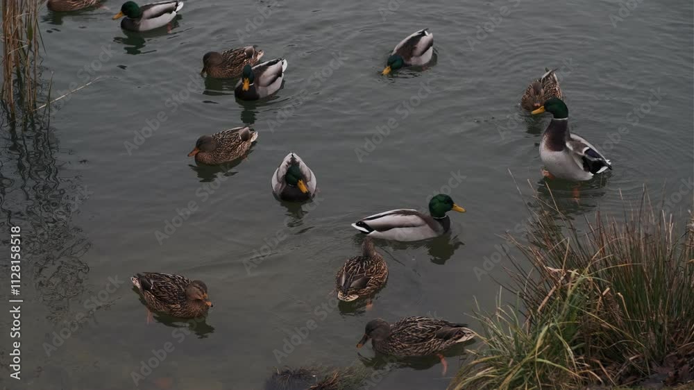 Many Ducks Swimming Serenely in a Tranquil Pond During a Cloudy Afternoon Many Ducks Swimming Serenely in a Tranquil Pond During a Cloudy Afternoon