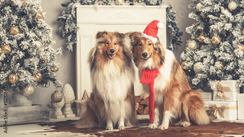 2 junge schöne rough Collies Langhaar amerikanisch und britisch sable white mit Weihnachtsmütze und Schal sitzt in einer Weihnachtskulisse Var. 3