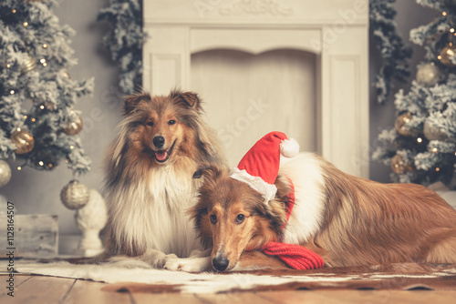 2 junge schöne rough Collies Langhaar amerikanisch und britisch sable white mit Weihnachtsmütze und Schal sitzt in einer Weihnachtskulisse Var. 1