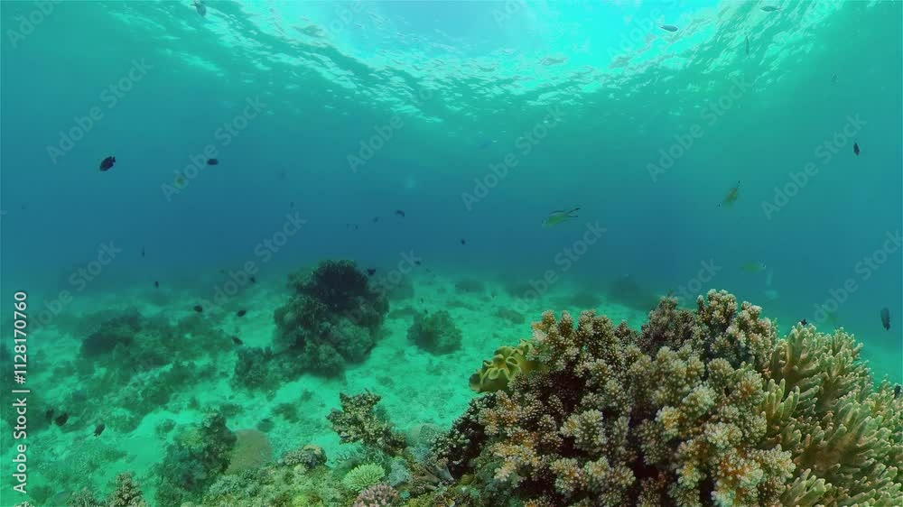 Underwater Tropical Reef View. Tropical fish reef marine. Soft-hard corals seascape. Philippines.