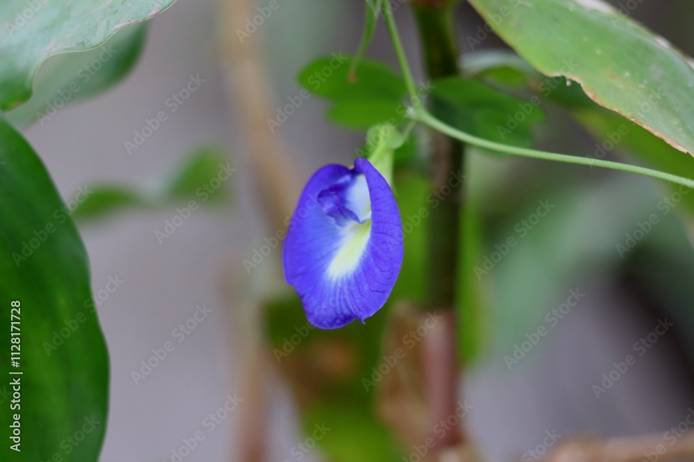 A vibrant blue butterfly pea flower on its vine, with fresh green leaves in the background.Selective focus background blur Asian pigeonwings, bluebellvine, blue pea, butterfly pea, A vibrant blue butterfly pea flower on its vine, with fresh green leaves in the background.Selective focus background blur Asian pigeonwings, bluebellvine, blue pea, butterfly pea,