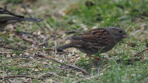Heckenbraunelle (Prunella modularis) 