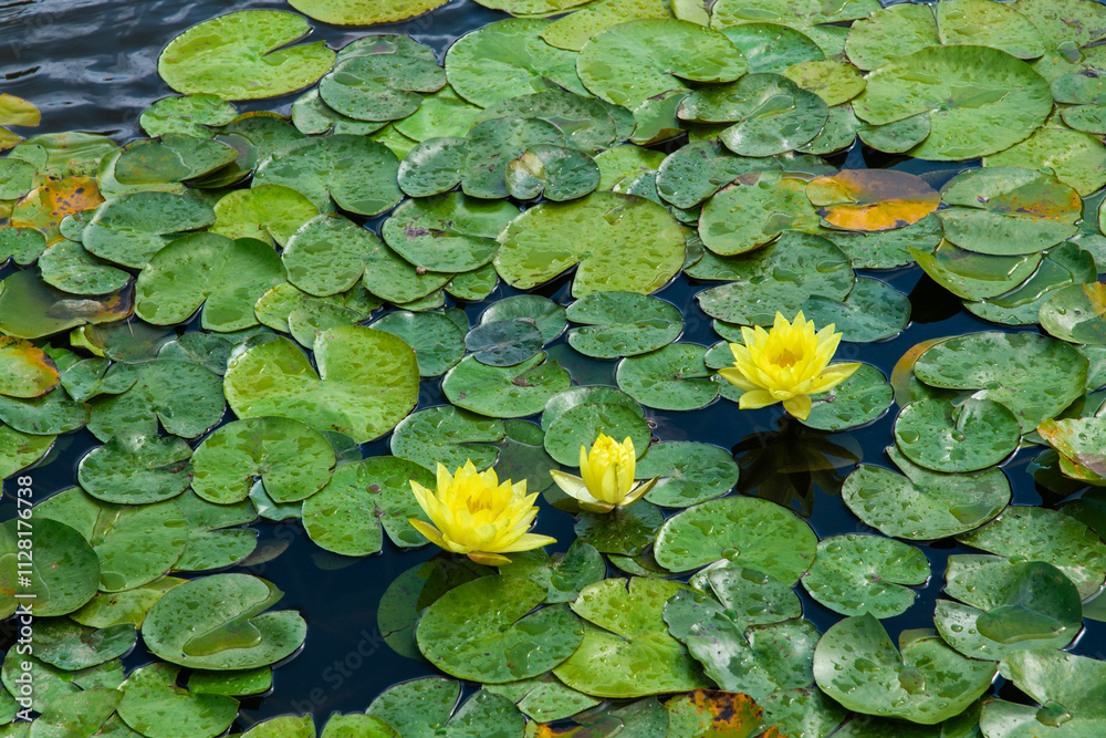 water lily flowers on the pond water lily flowers on the pond