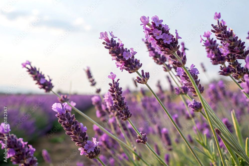 Obraz premium A close-up of lavender fields with vibrant purple hues