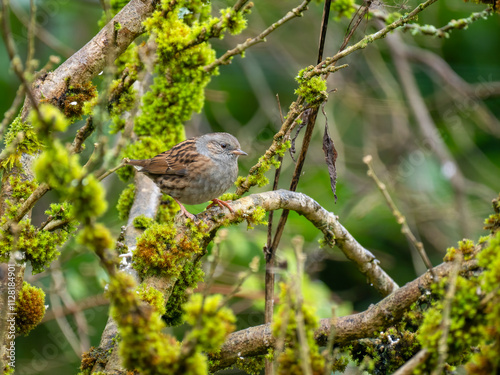 Heckenbraunelle (Prunella modularis) photo