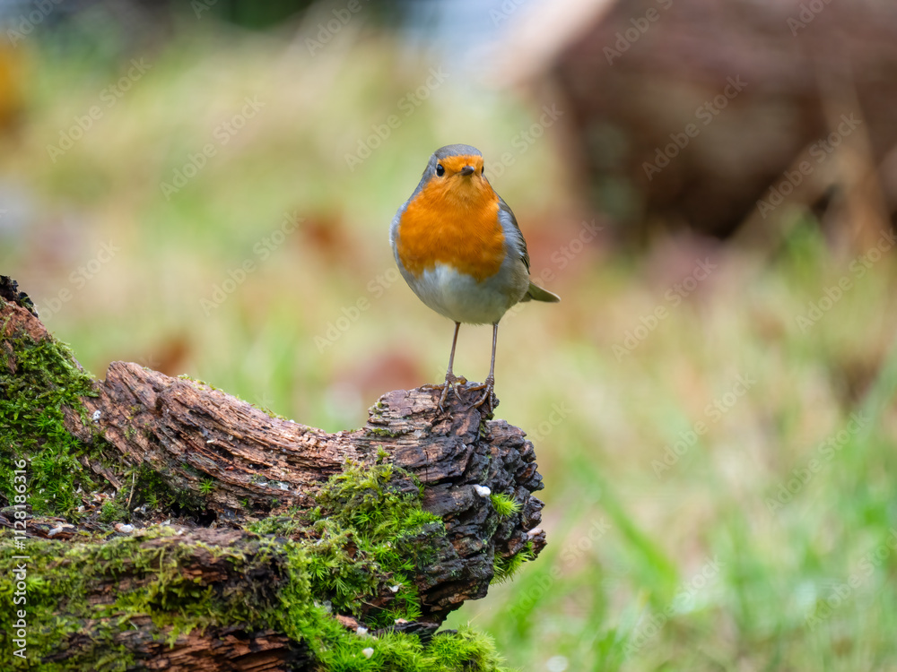 Rotkehlchen (Erithacus rubecula) Rotkehlchen (Erithacus rubecula)