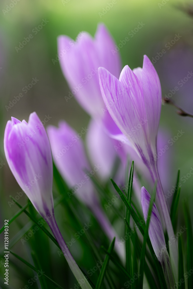 Close-up of a group of lilac crocus flowers in full bloom Close-up of a group of lilac crocus flowers in full bloom