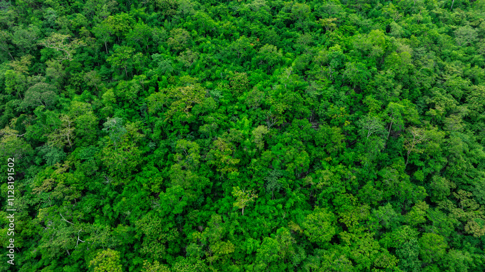 aerial view of dark green forest Abundant natural ecosystems of rainforest. Concept of nature forest preservation and reforestation	