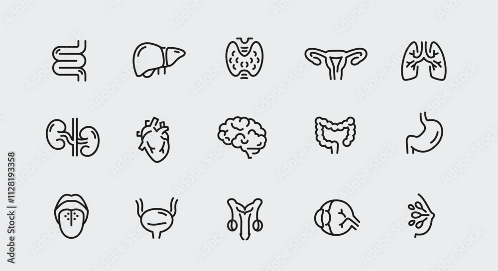 Fototapeta premium Human organs icons. Set of 15 human organs trendy minimal icons. Example: kidney, spine, lungs, stomach, heart icon. Design signs for web page, mobile app, packaging design. Vector illustration.