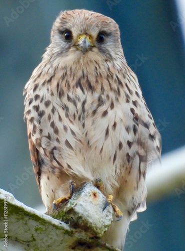 Eurasian kestrel looking straight ahead