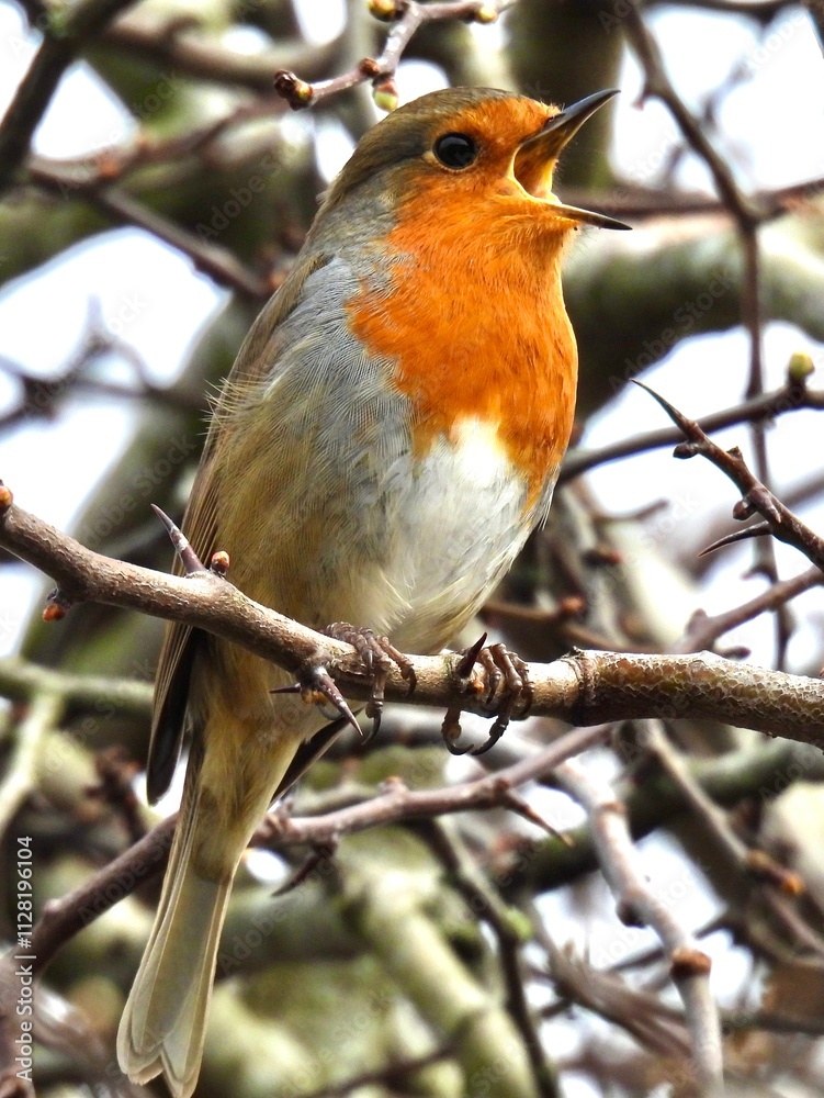 European Robin sitting on branch and singing European Robin sitting on branch and singing