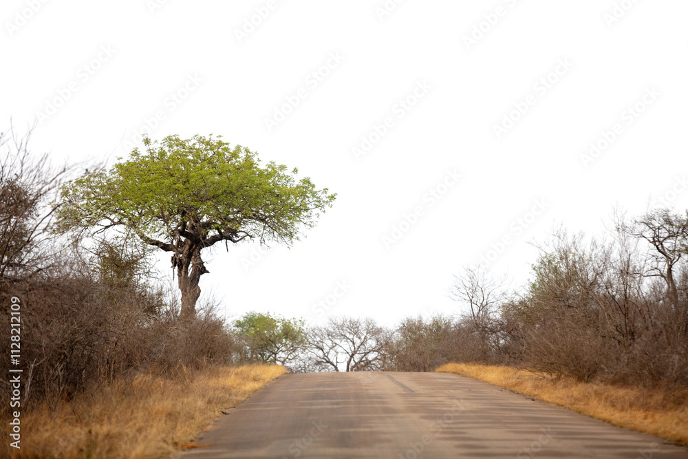 Asphalt road in African savannah landscape isolated on white transparent sky, Chobe national park, Botswana Asphalt road in African savannah landscape isolated on white transparent sky, Chobe national park, Botswana