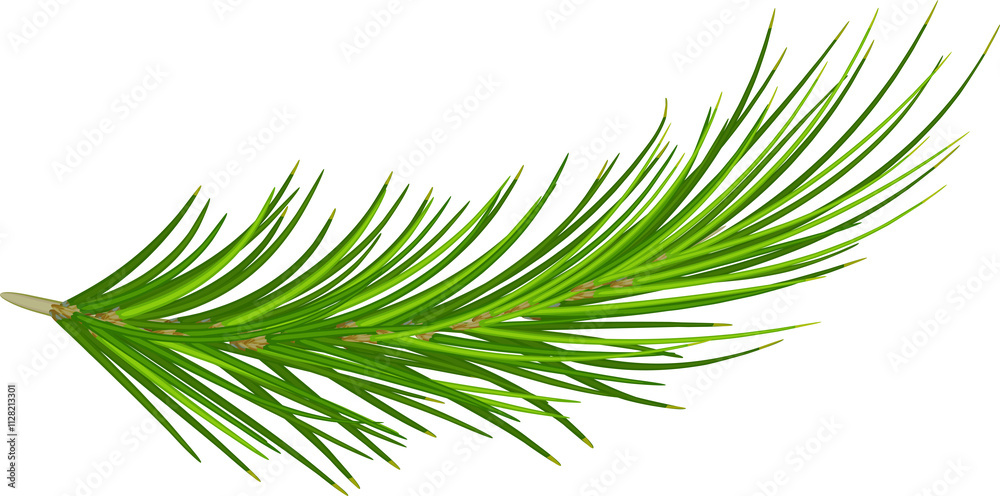 Pine branch.Christmas. New year. Forest. Herbal medicine. Fir twigs. Winter. transparent, png, illustration Pine branch.Christmas. New year. Forest. Herbal medicine. Fir twigs. Winter. transparent, png, illustration