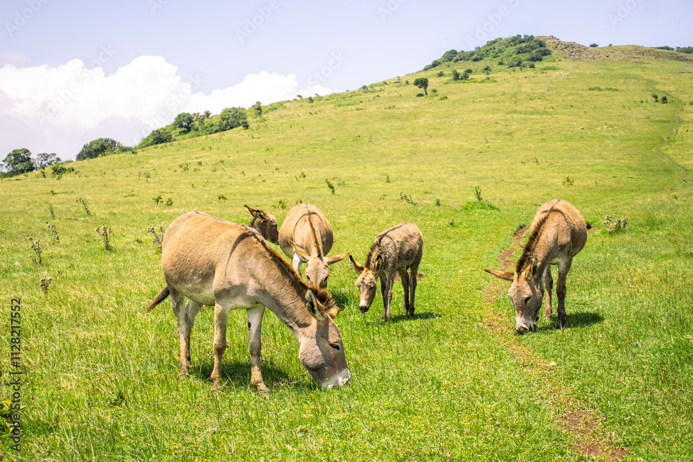 A herd of donkeys grazing on green grass on the hills on a sunny day A herd of donkeys grazing on green grass on the hills on a sunny day