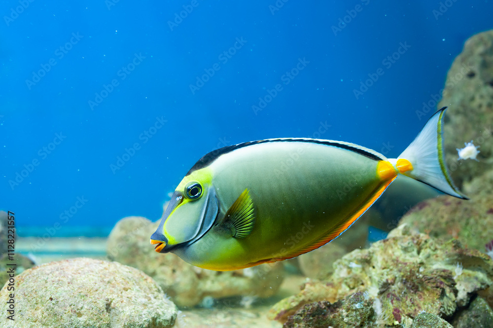 clown unicornfish (orangespined unicornfish) clown unicornfish (orangespined unicornfish)