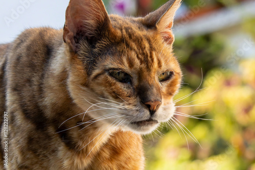 Kopf einer Bengalkatze in der Seitenansicht photo