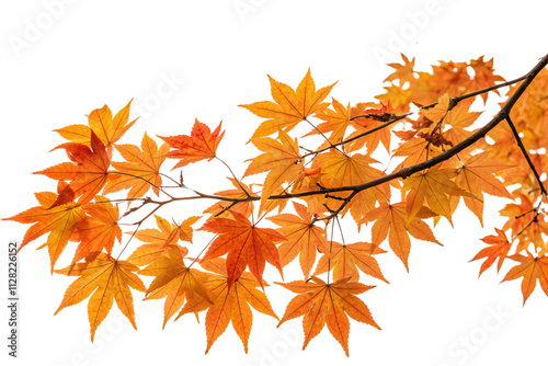 A branch of fiery orange-red maple leaves, showcasing autumn's vivid transformation against a plain background, highlighting natural beauty and seasonal charm, set against a transparent background