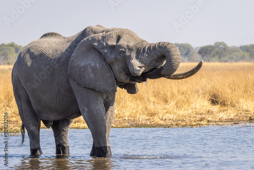 Elephant drinks from waterhole in Botswana