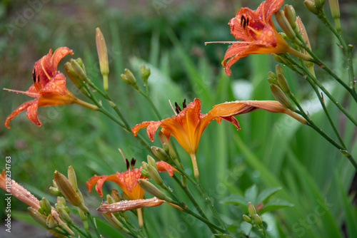 Beautiful orange lilies on a blurred green background with water droplets after rain